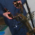 Holding Four Pound Lobster
