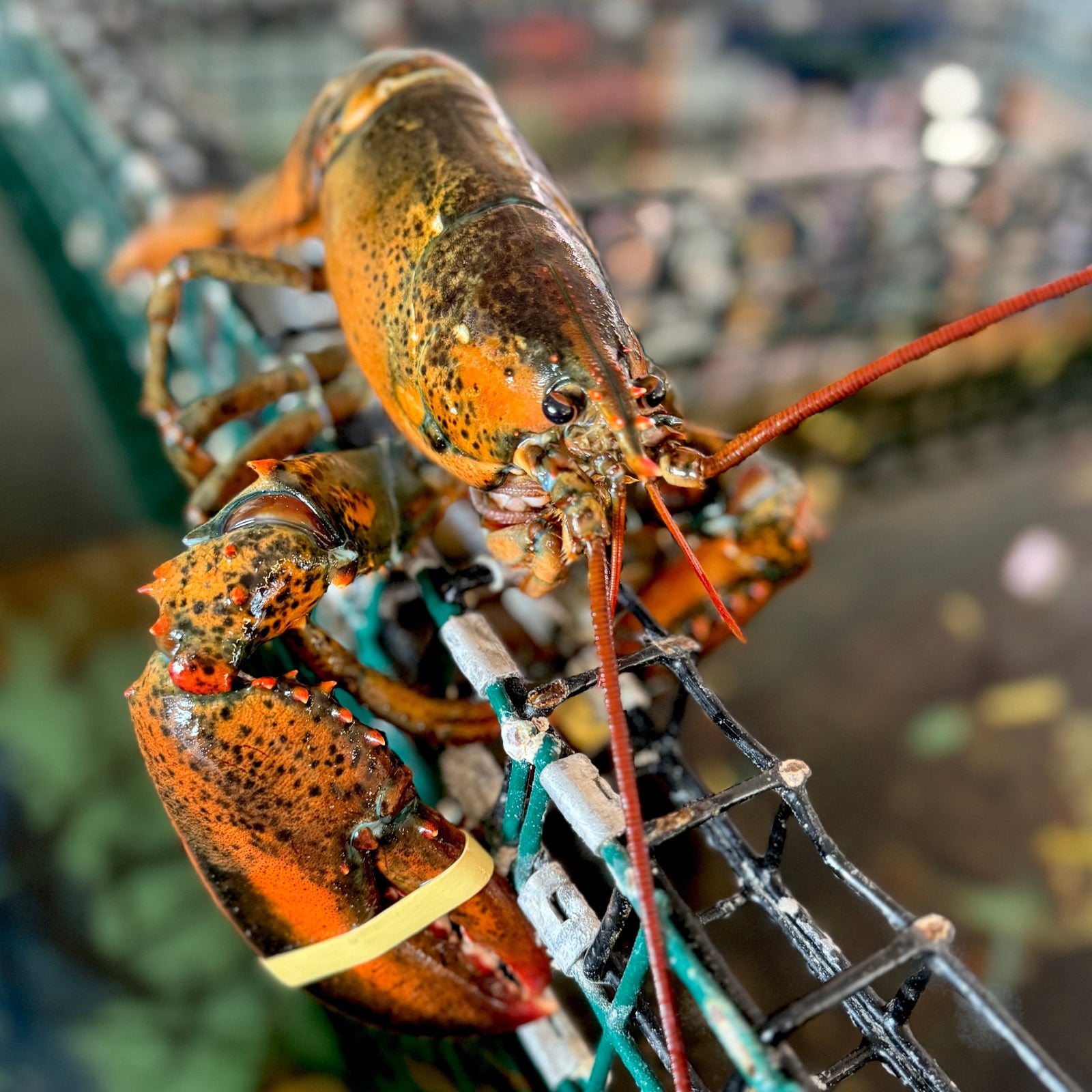What Do You Know About Maine Lobsters?