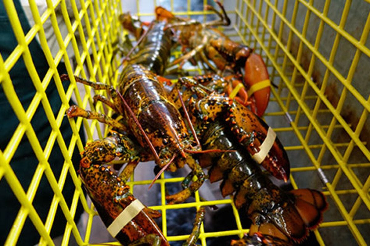 Maine Lobster Season - An Overview of Each Season