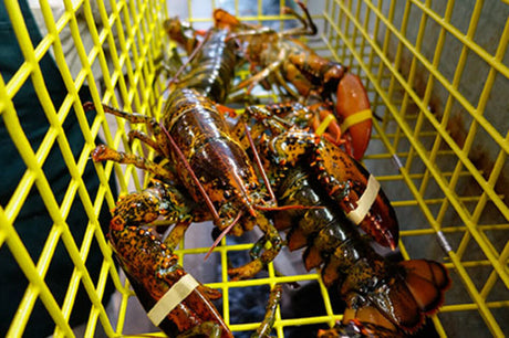 Maine Lobster Season - An Overview of Each Season