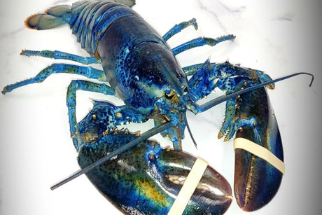 Why Do Lobsters Turn Blue