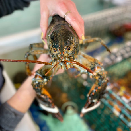 Jumbo Lobsters