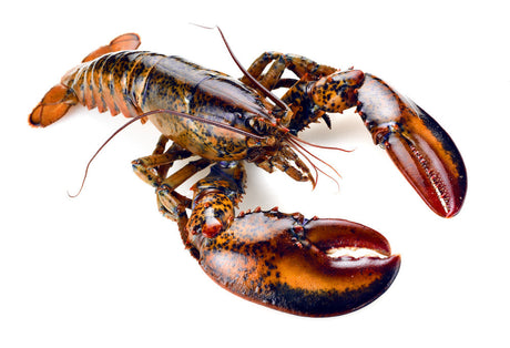 Lobsters By the Pound