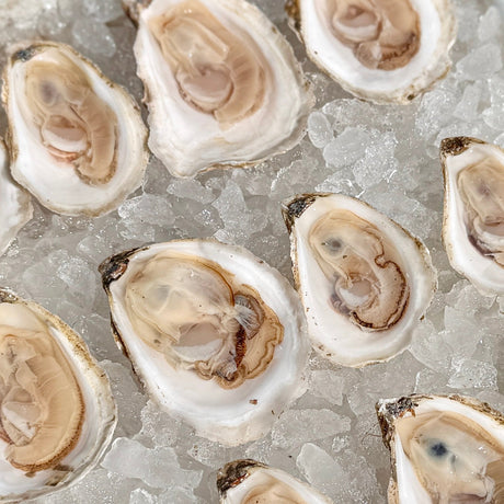 Oysters