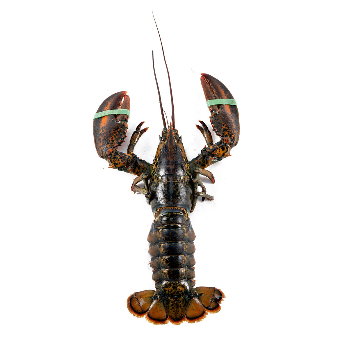 1.25 lb Fresh Live Lobster