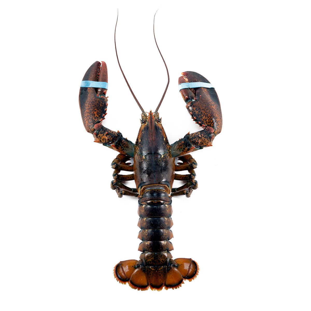 1.5 lb Fresh Live Lobster