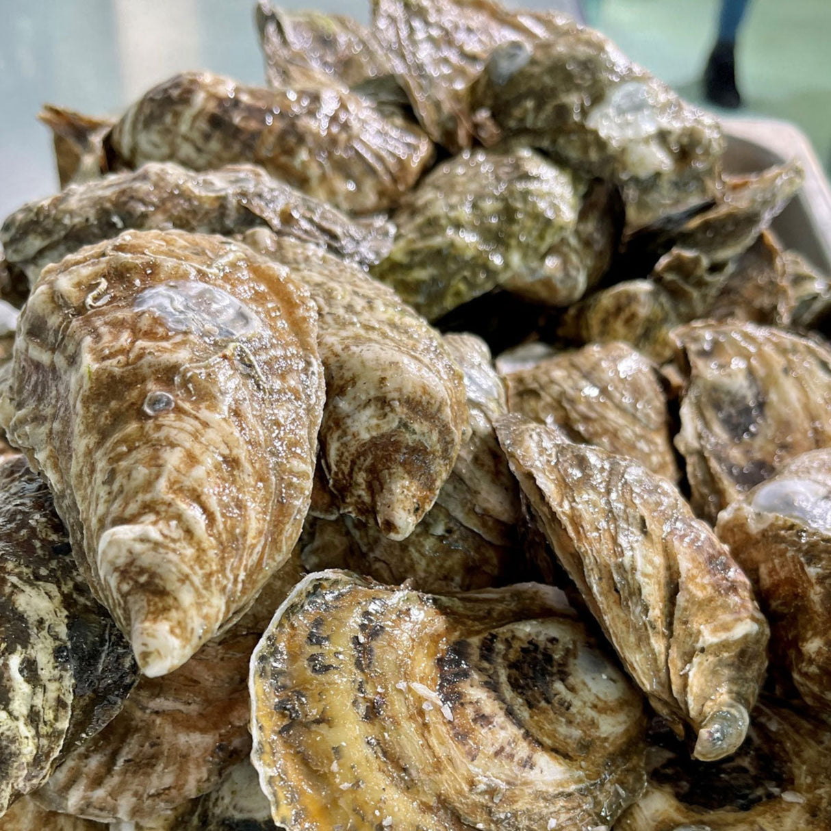 Cape Cod Oysters (100 Count)