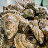 Cape Cod Oysters (100 Count)
