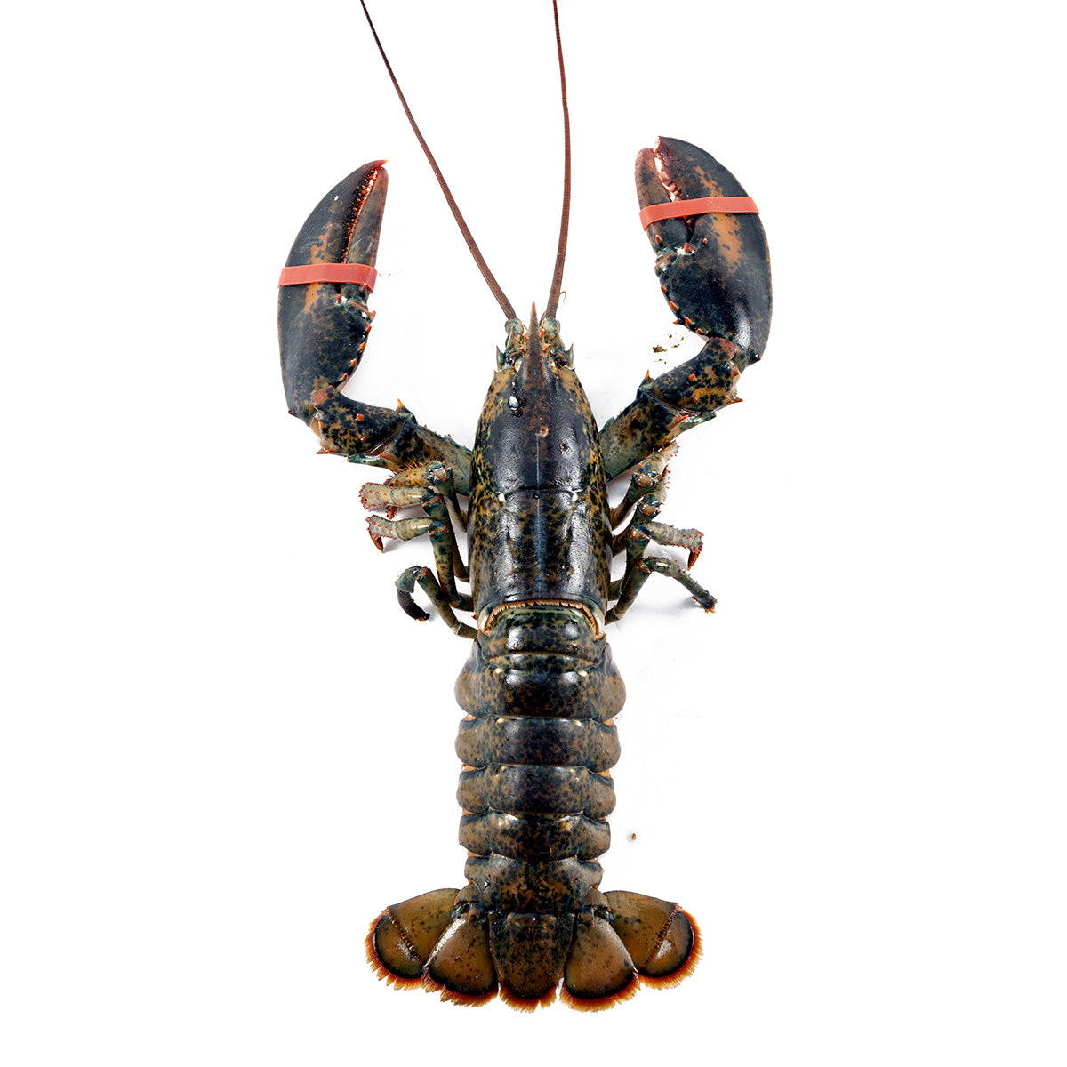 2.5 lb Fresh Live Lobster