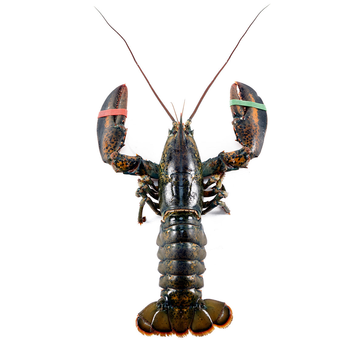 2 lb Fresh Live Lobster