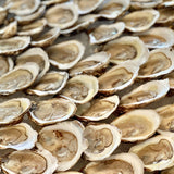 Lobster Dinner (Serves 6)