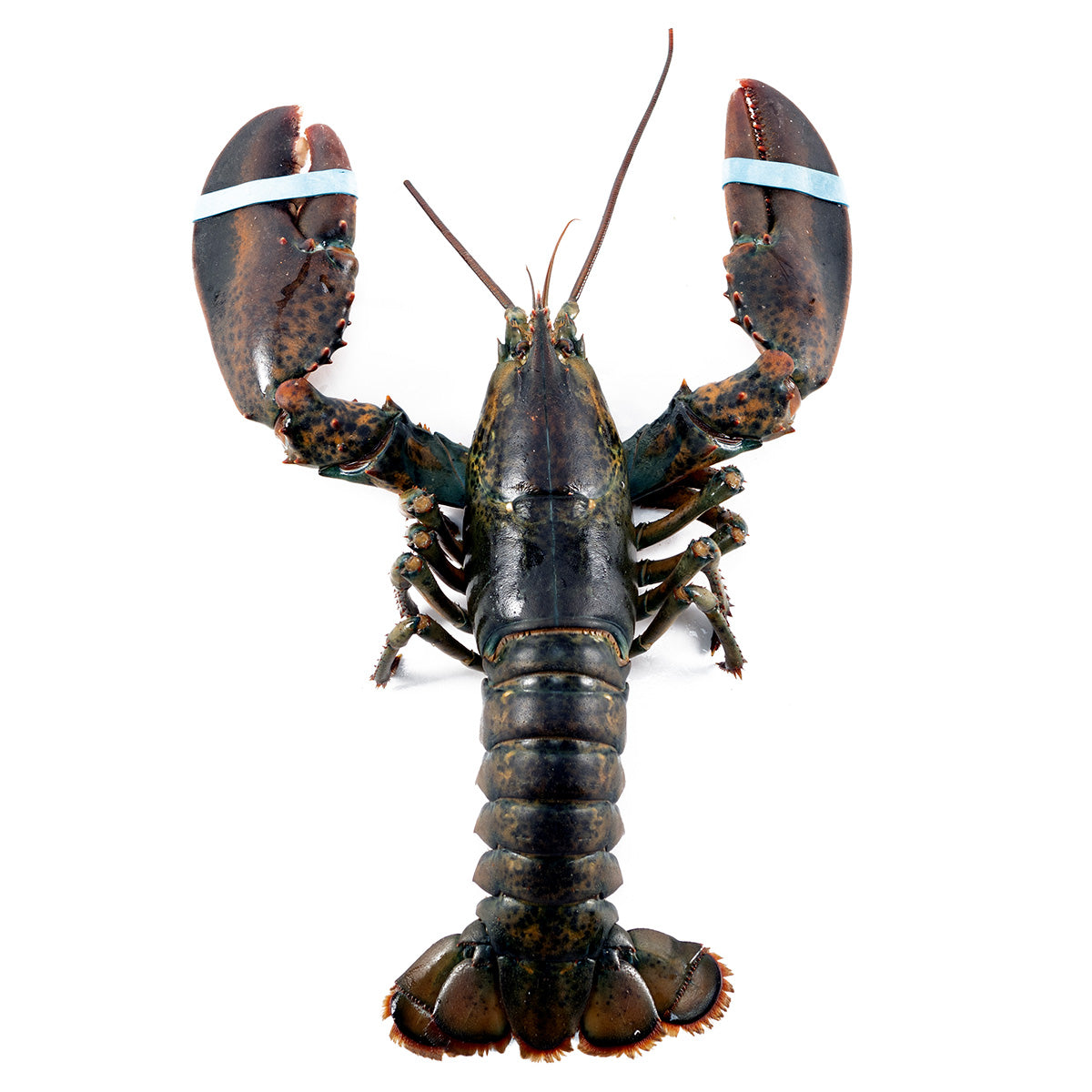 3 lb Fresh Live Jumbo Lobster