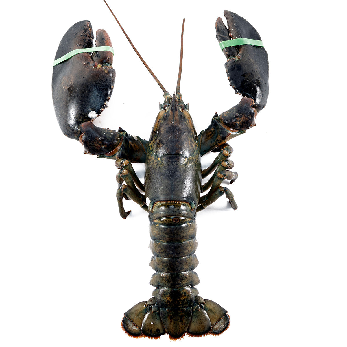 4 lb Fresh Live Jumbo Lobster