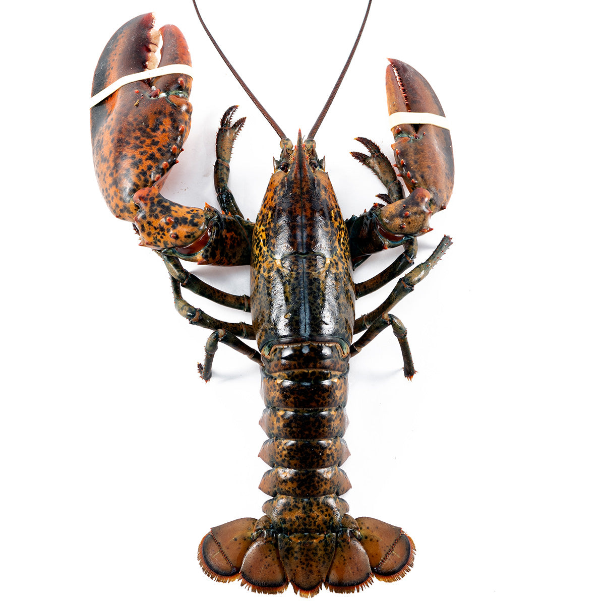 5 lb Fresh Live Jumbo Lobster