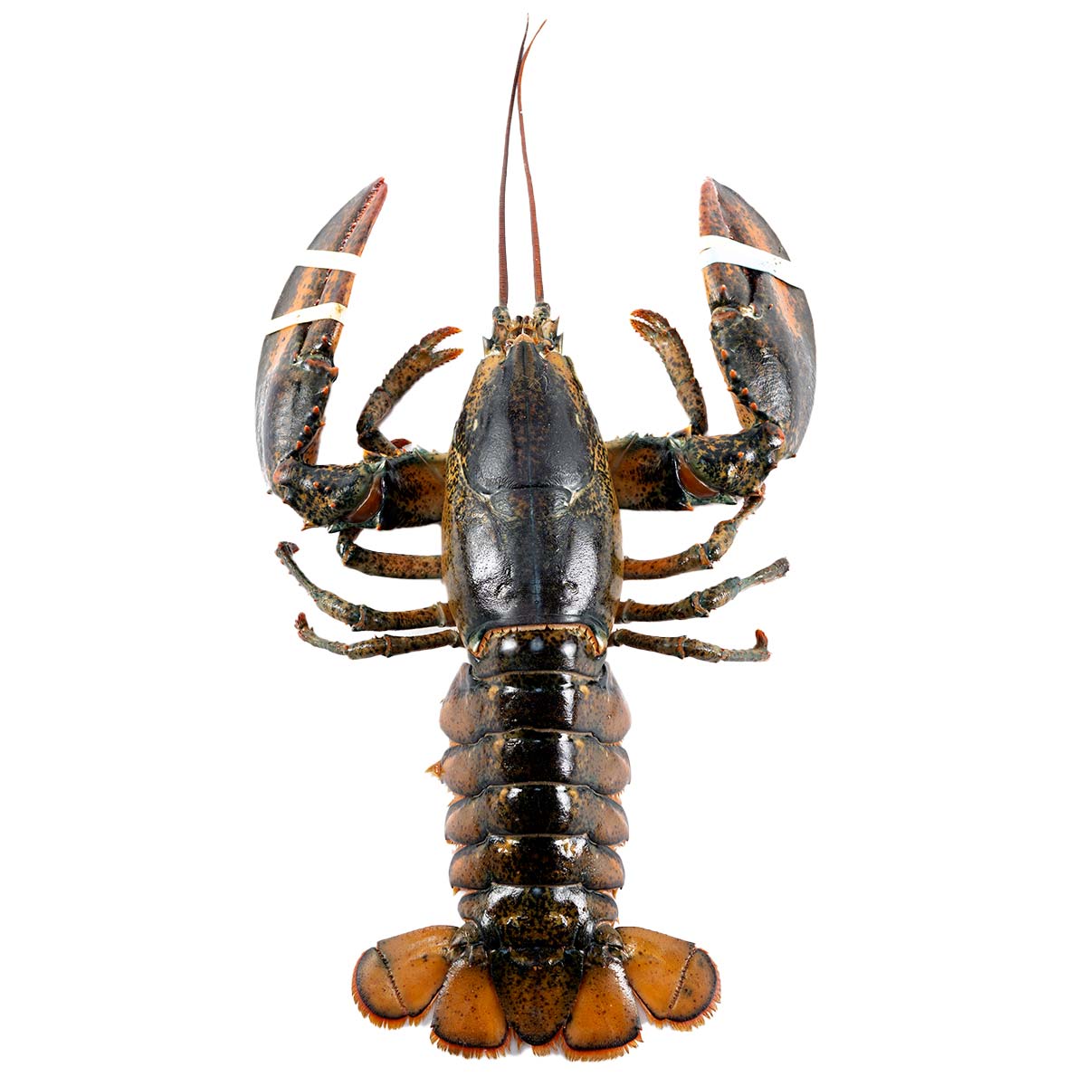 6 lb Fresh Live Jumbo Lobster