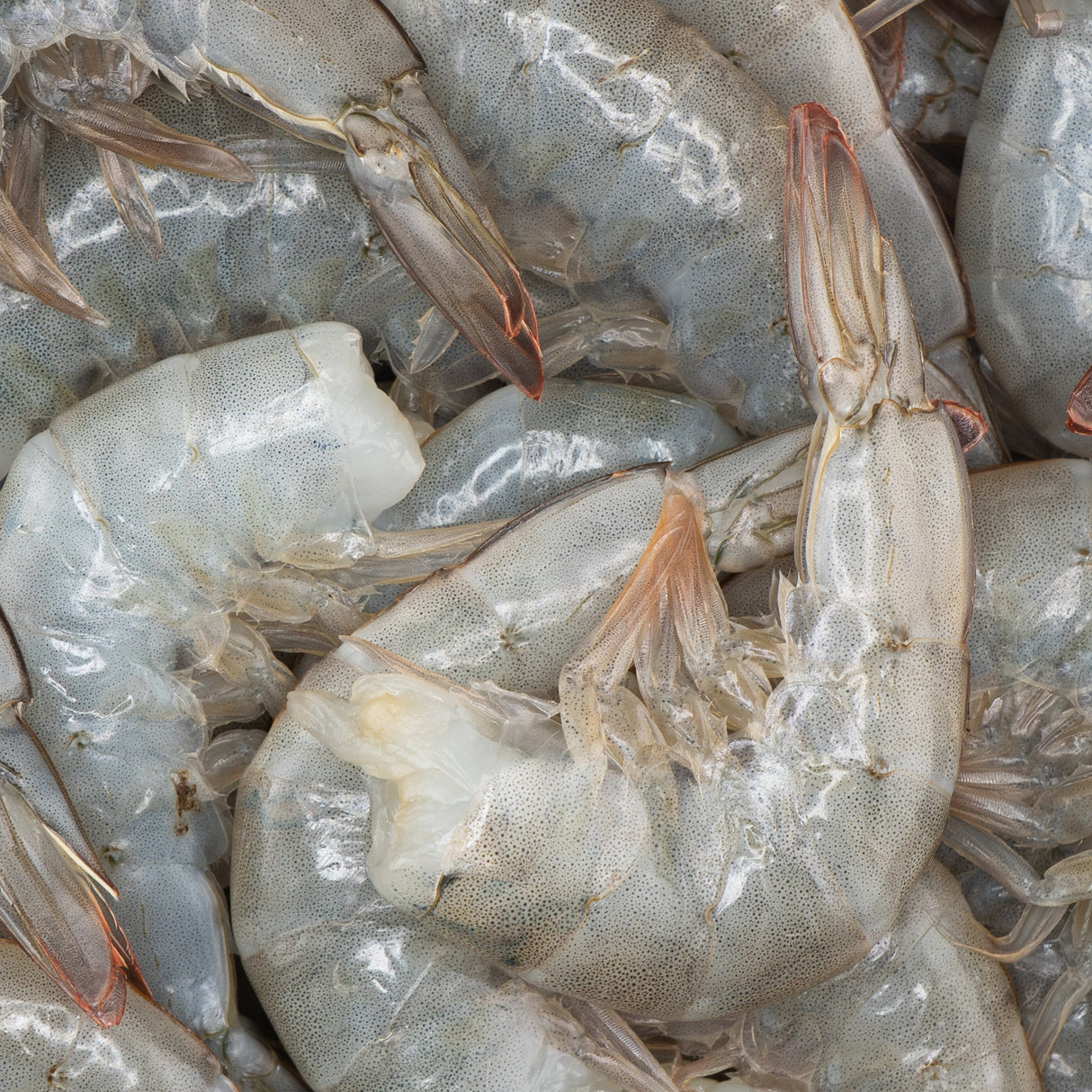 Wild Caught Colossal Black Tiger Shrimp (2 lb frozen)