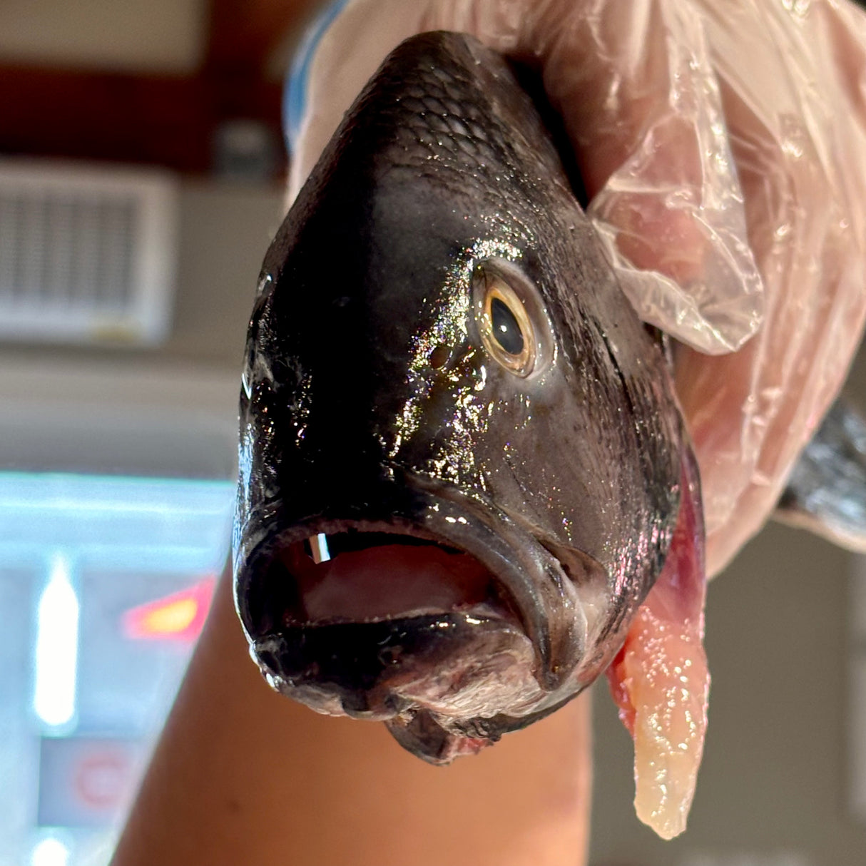 1 lb Local Black Sea Bass