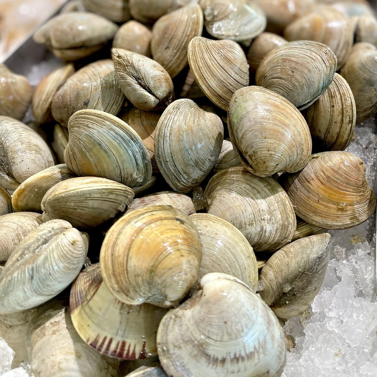Local Littleneck Clams (100 Count)