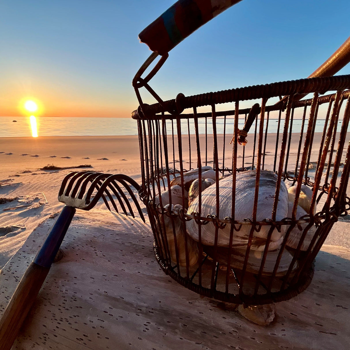 Local Littleneck Clams (12 Count)