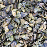Cape Cod Oysters (100 Count)