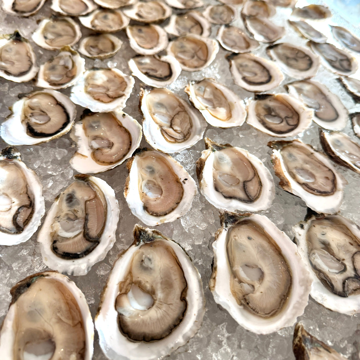 Cape Cod Oysters (100 Count)