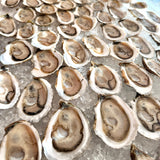 Cape Cod Oysters (100 Count)