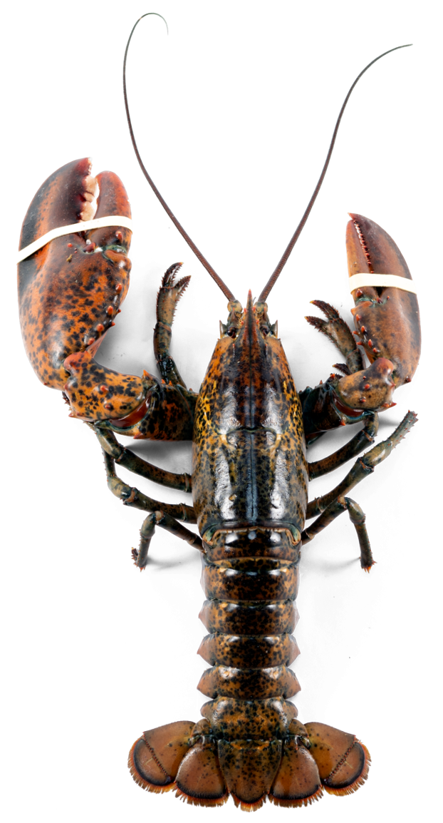 Order Lobsters by the Pound