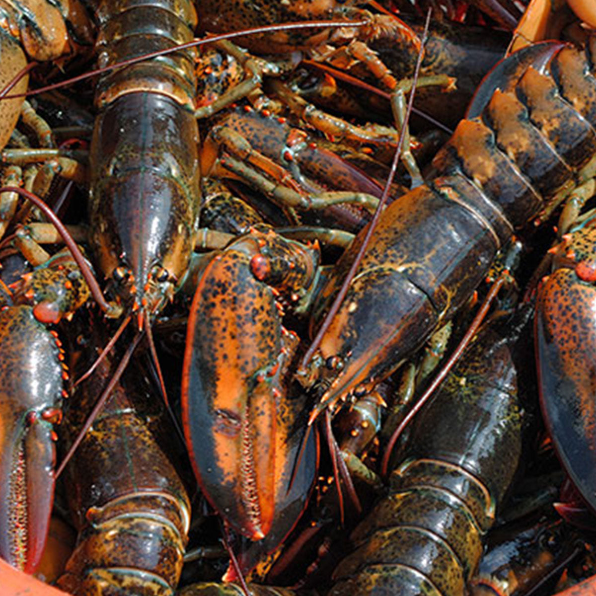15 lb Boat Run Lobster Box – Live Lobsters Delivery – Lobsters Online