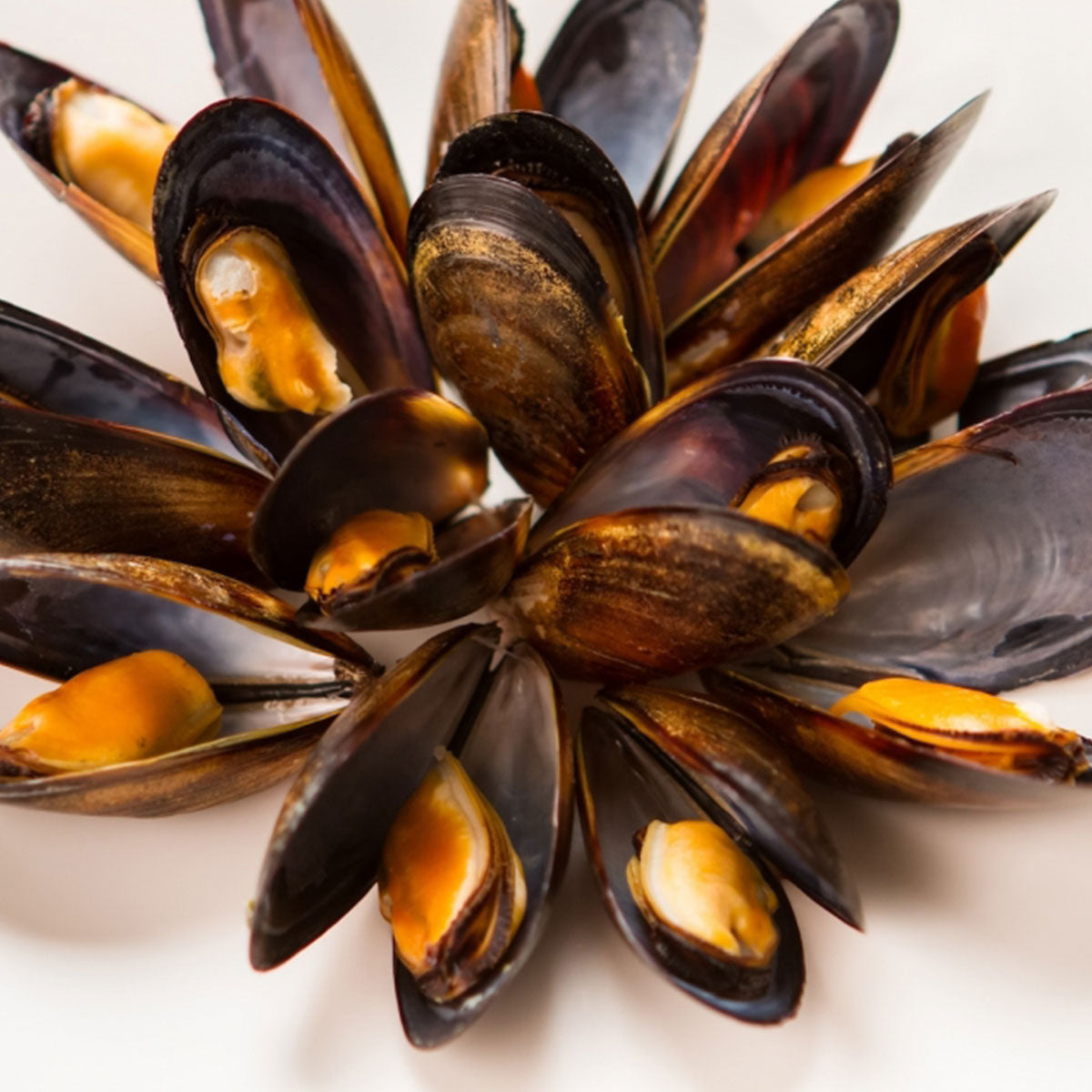1 lb Cooked Mussels