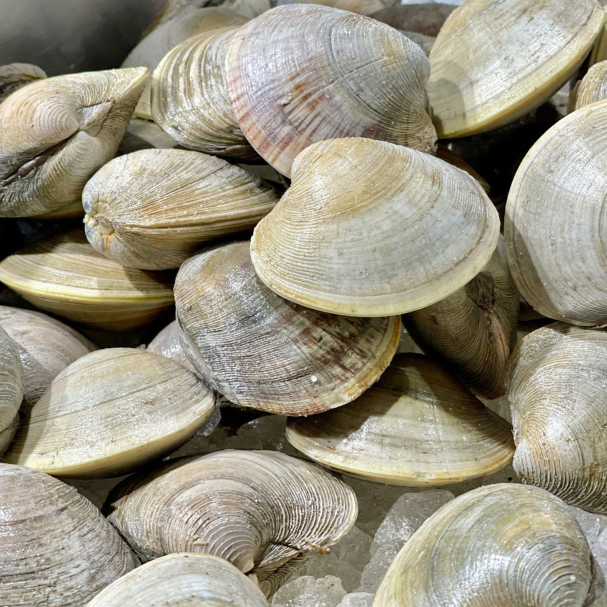 Local Littleneck Clams (36 Count)