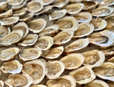 Three Dozen Wellfleet Oysters (36)
