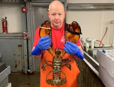 The Biggest Lobster We've Got