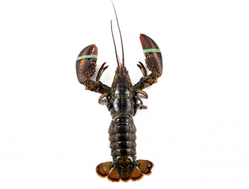 1.25 lb. Fresh Live Lobster