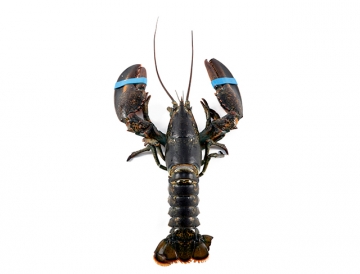 1.25 lbs. Fresh Live Maine Lobster