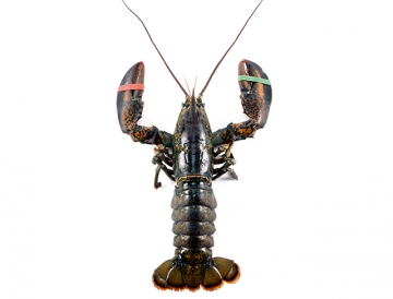 2 lb. Fresh Live Lobster