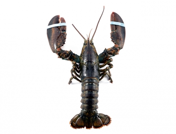 3 lb. Fresh Live Jumbo Lobster