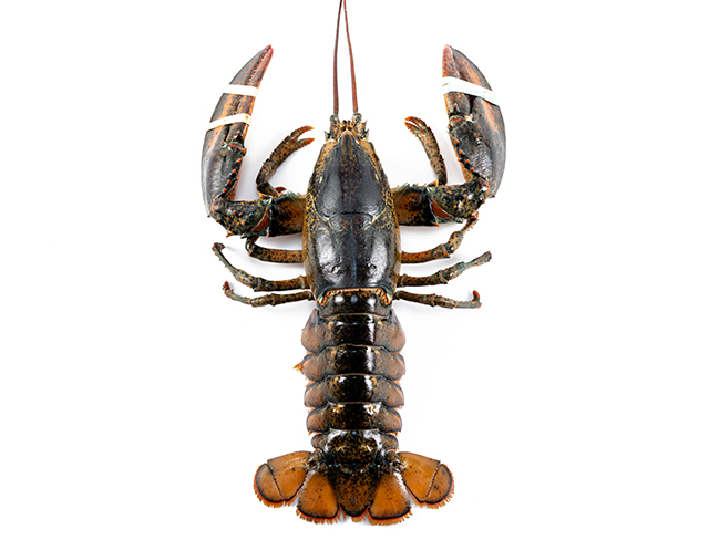 Buy 6 lb. Live Jumbo Lobster  Lobster Trap: Live Lobster Online