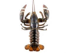 6 lb. Live Jumbo Lobster