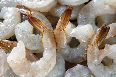Shrimp