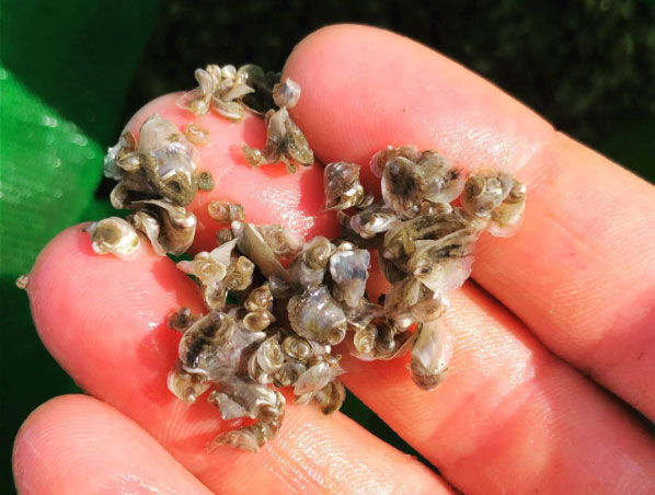 Winter Oyster Spat
