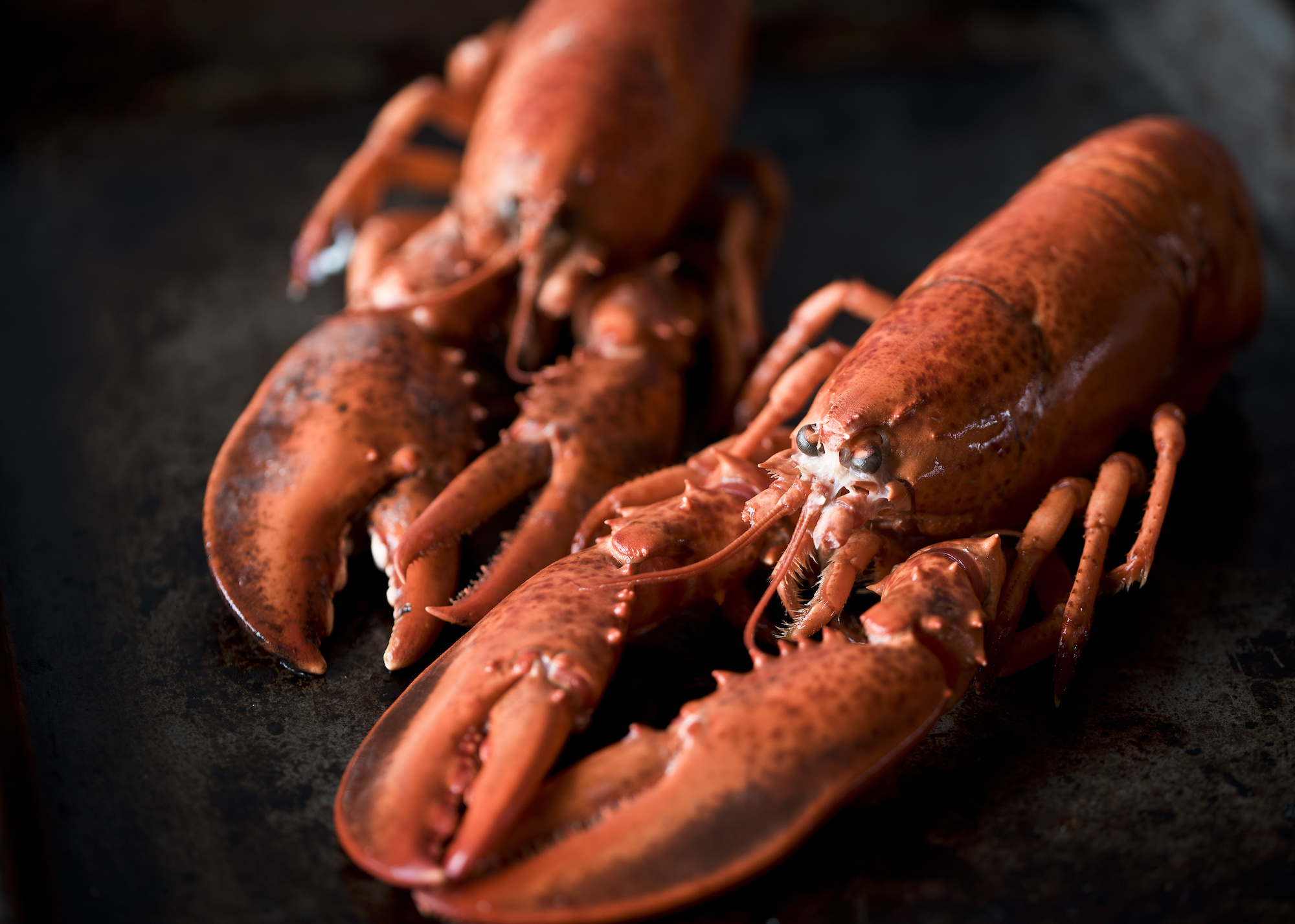 2 lb. Fresh Live Maine Lobster Lobsters Online Owned & Operated by