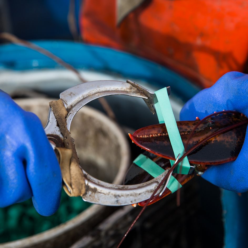 Banding Maine Lobster Claws