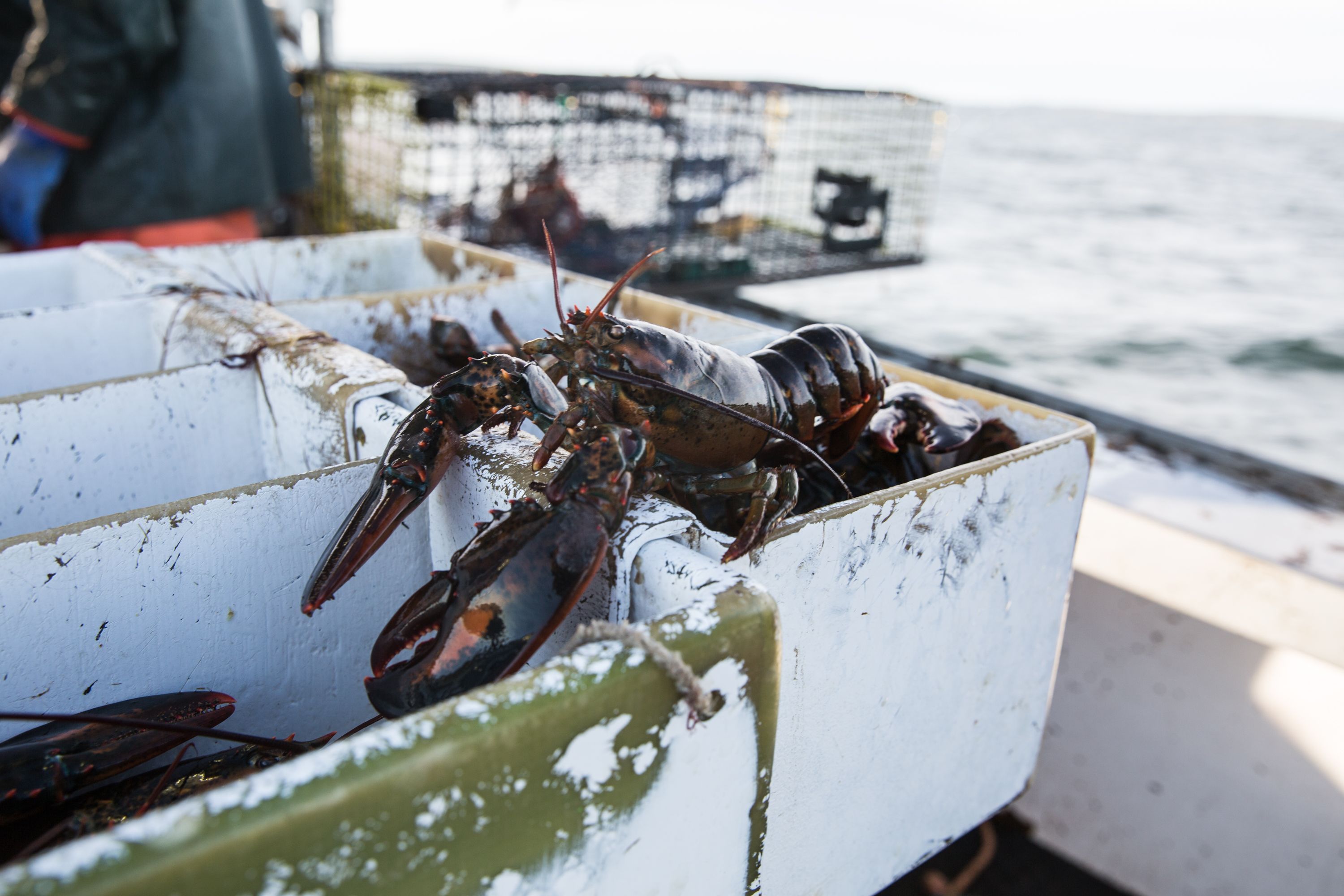 Lobsters on the Boat