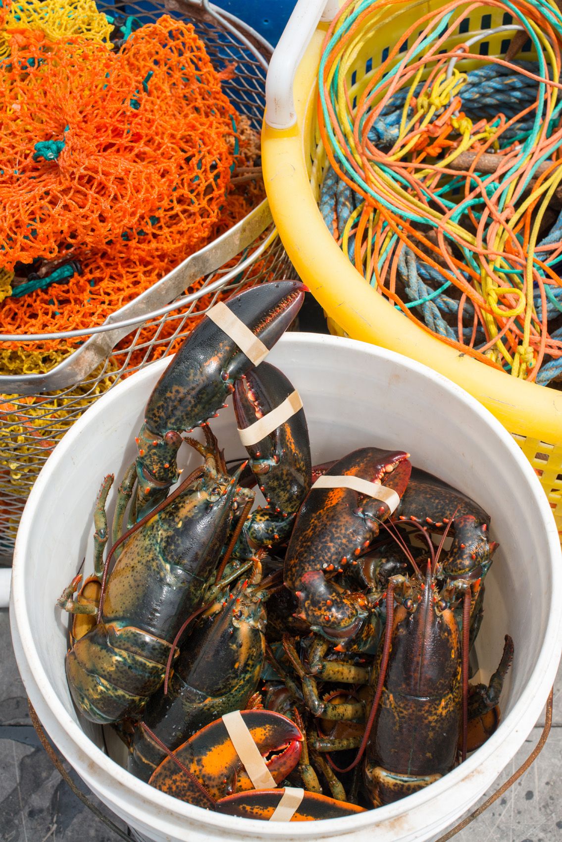 Lobsters on the Boat