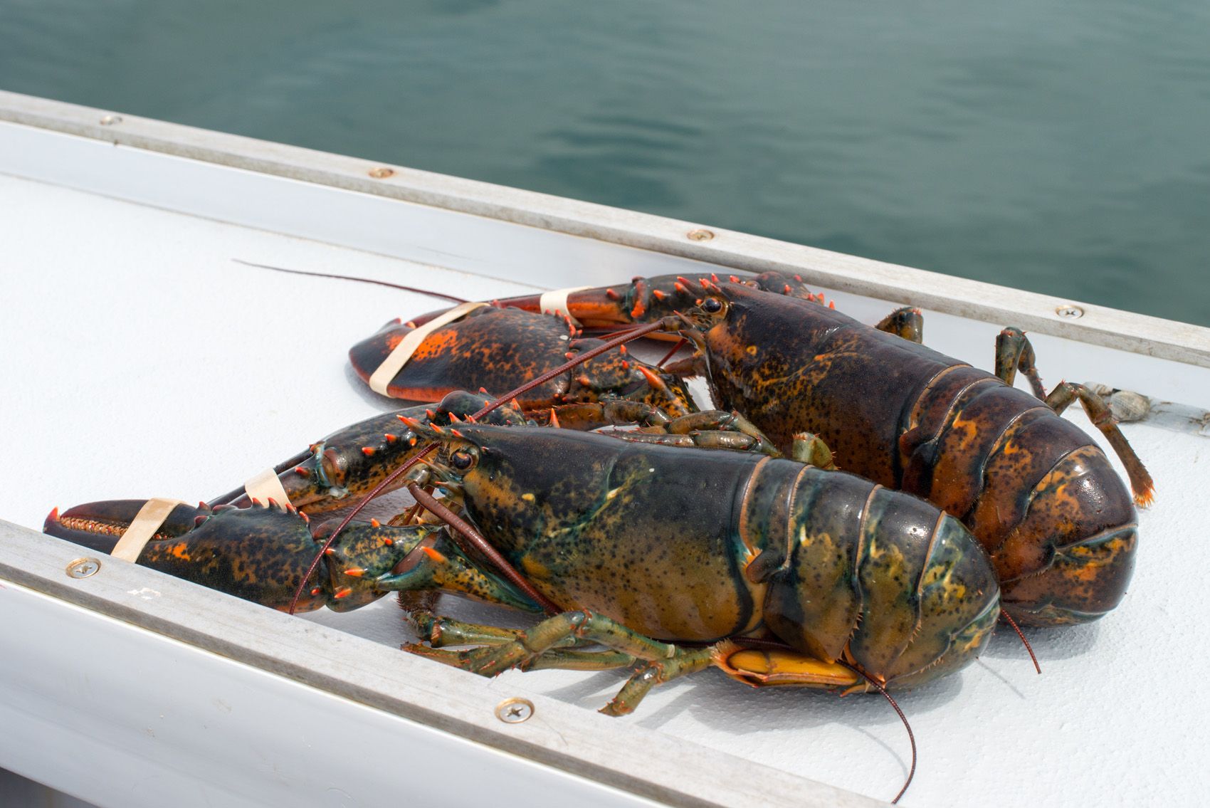 Lobsters on the Boat
