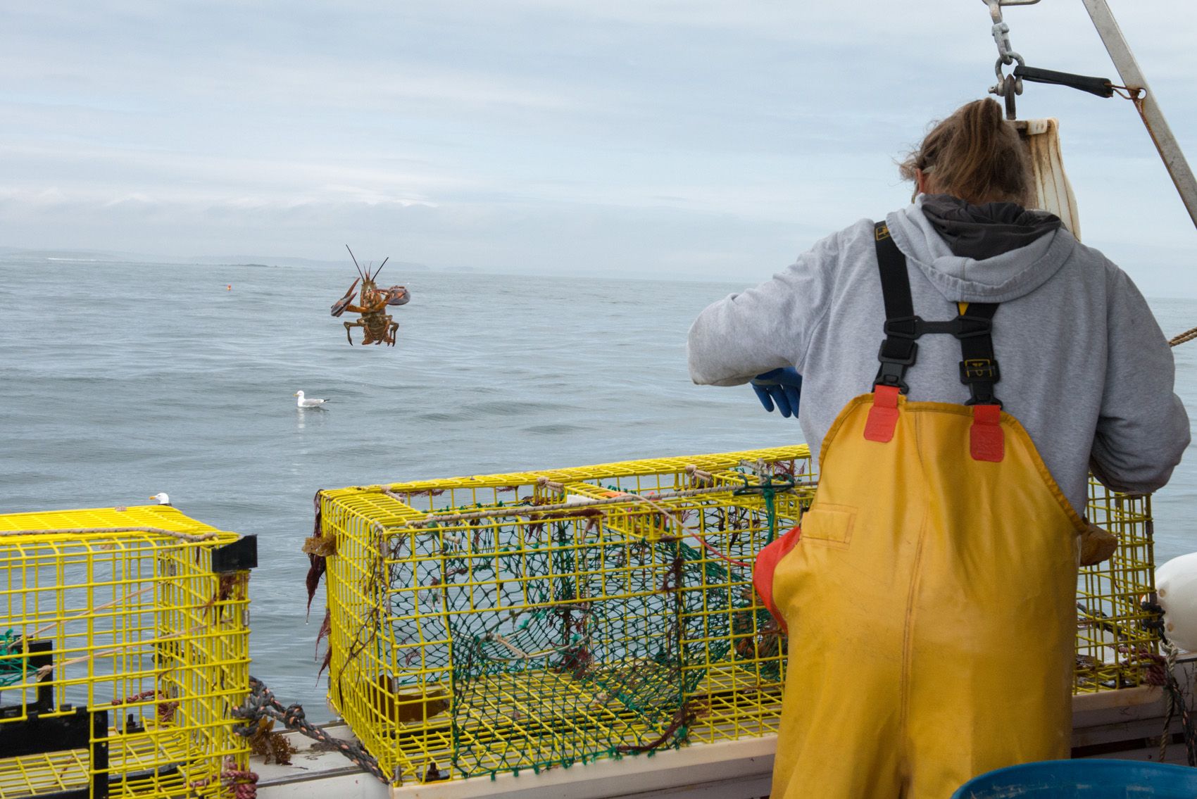 Throwback Undersized Maine Lobster