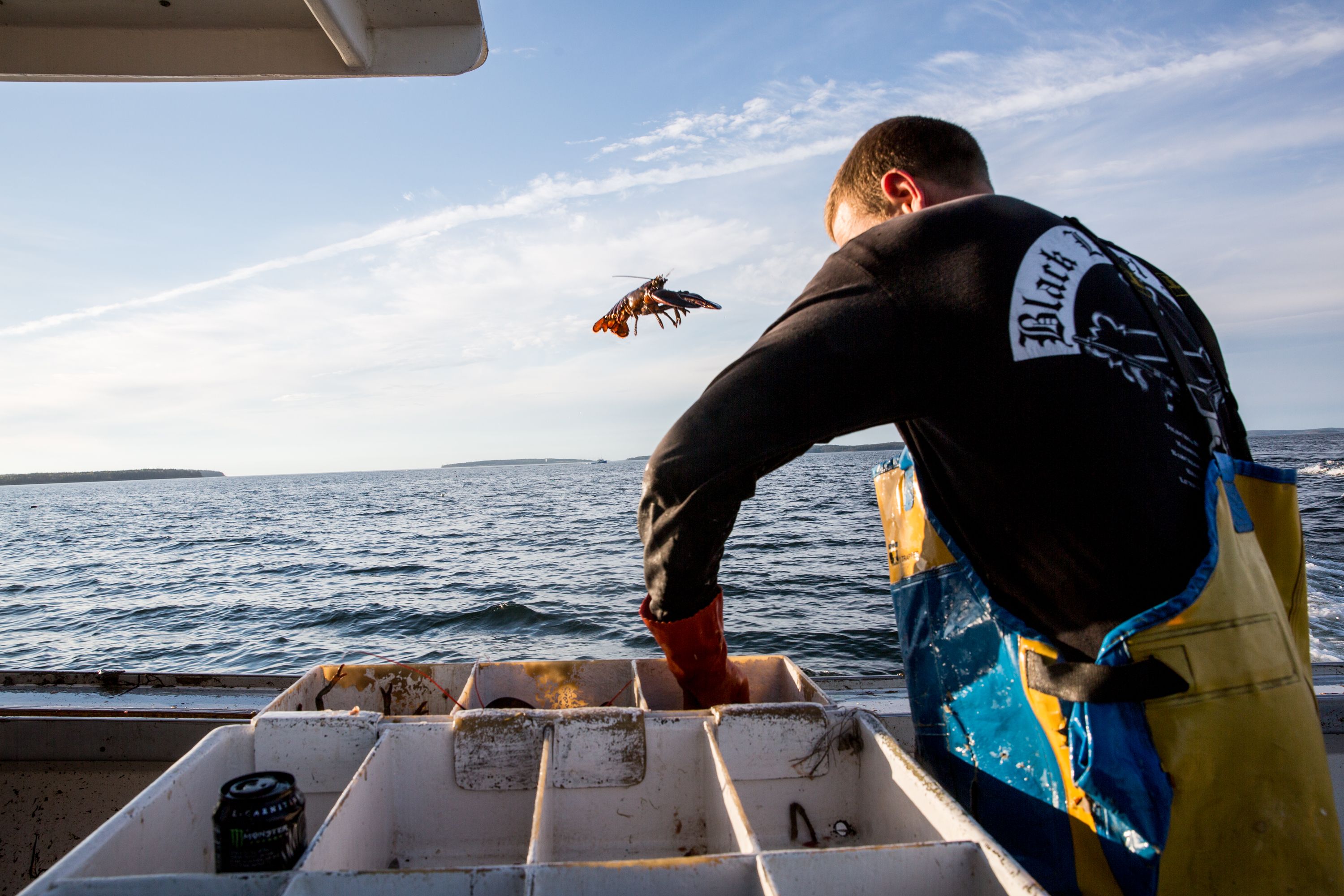 Throwback Undersized Maine Lobster