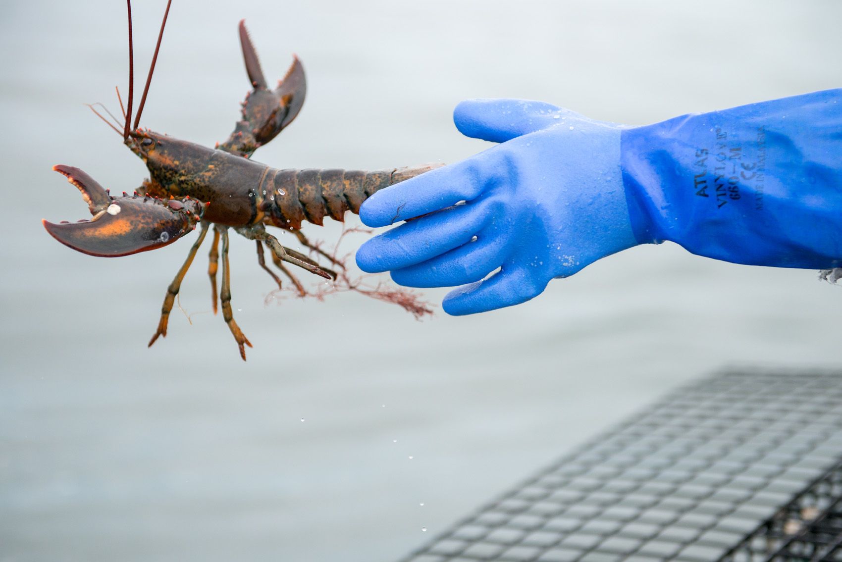 Throwback Undersized Maine Lobster